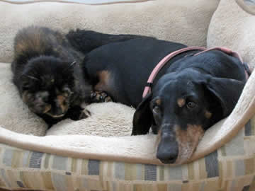 a black and tan cat is sharing a small bed with a dachshund